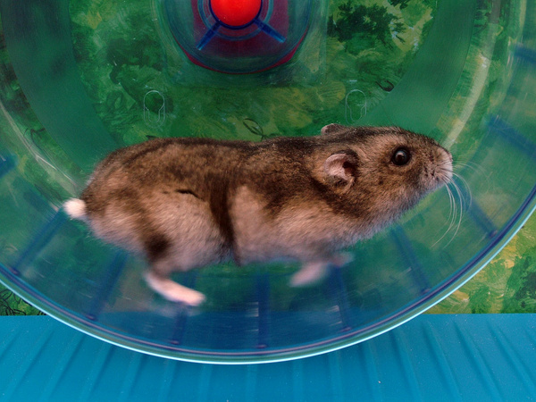 hamsterhjul