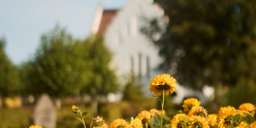 blomster med en kirke i baggrunden