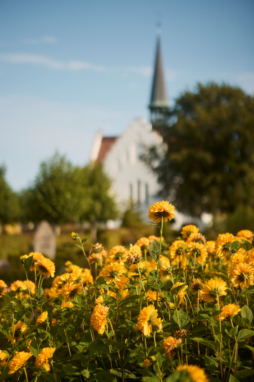 blomster med en kirke i baggrunden